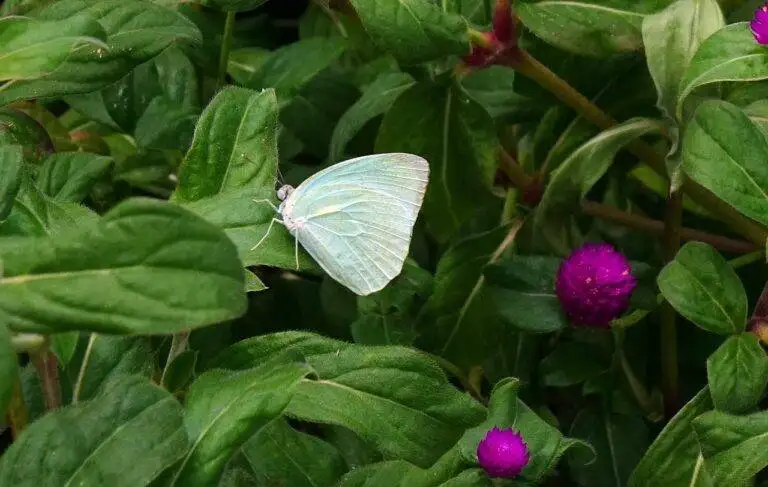 The Impact of Political Campaign Rhetoric on Election Results