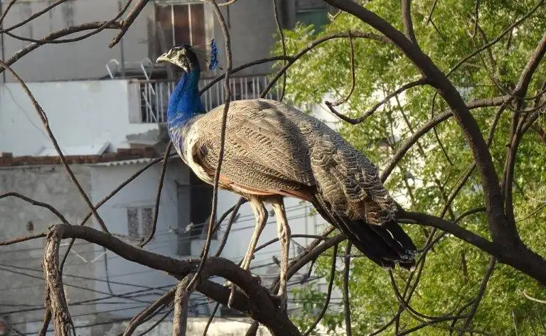 How Political Campaigns Engage with Social Media Influencers